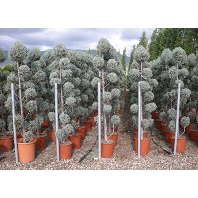 Cyprus arizónsky - Cupressus arizonica ´Fastigiata´  - 160/180cm POM POM