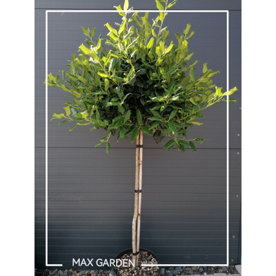 ILEX X NELLIE R. STEVENS - na 40/50cm kmeni