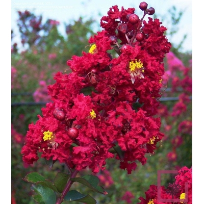 Myrta krepová ?ervená - Lagerstroemia indica ´Durant Red´ - 180/220cm