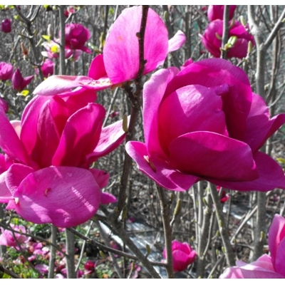 Magnolia 'Cleopatra' - 100/120/140cm