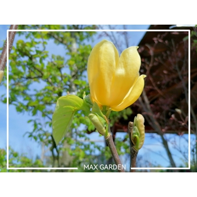 Magnolia soulangeana ´Daphne´ - 170/190cm