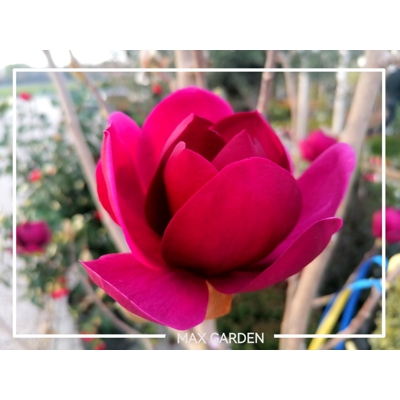 Magnolia 'Genie'  - 120/140cm