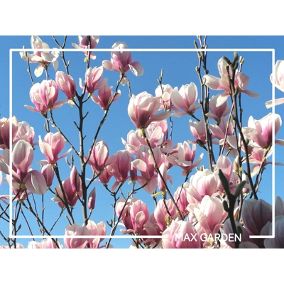 Magnolia soulangeana - 130/180cm