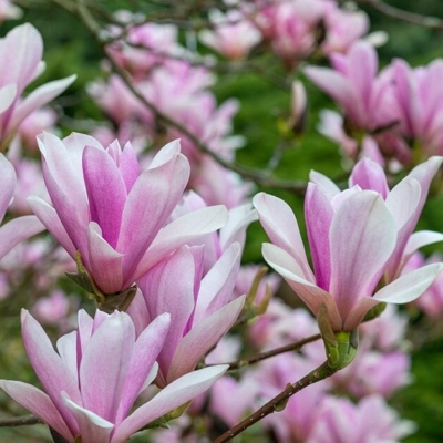 Magnolia soulangeana ´Heaven Scent´- 160/180cm