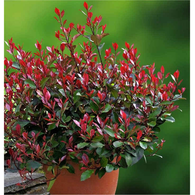 ?ervienka, Fotínia TRPASLI?IA - Photinia fraseri ´Little Red Robin´ - 40/50/60cm