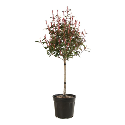?ervienka, Fotínia  - Photinia fraseri ´Robusta Compacta´ - na 1/4 kmeni