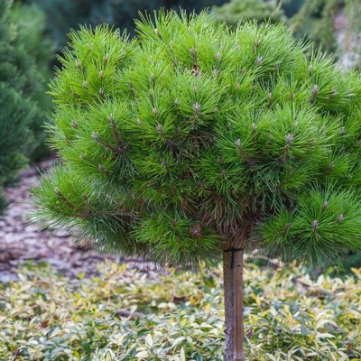 Borovica ?ierna - Pinus nigra ´Bambino´ -na 40/50cm kmeni