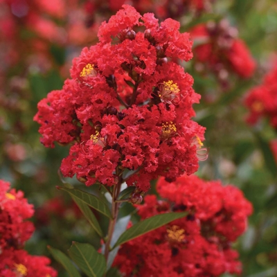 Myrta krepová - Lagerstroemia indica ´Enduring Summer Red´ - na 90cm kmeni (strom?ek)