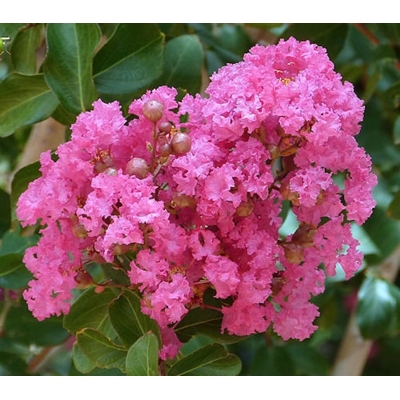 Myrta krepová ružová- Lagerstroemia indica ´Ružová´ - 90/110cm
