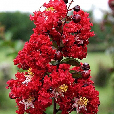 Myrta krepová - Lagerstroemia indica ´Dynamite´ - 70/110cm