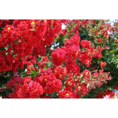 Myrta krepová - Lagerstroemia indica ´Dynamite´ - viackme? - 200/250cm