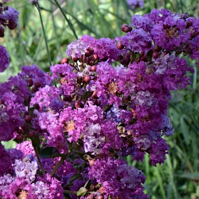 Myrta krepová fialová - Lagerstroemia indica ´Superviolacea´ - 120/150cm