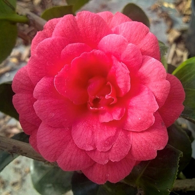 Kamélia Japonská  - Camellia japonica 'Mary Williams' Co2.5L 30/40