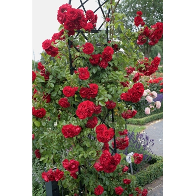Ruža popínavá - ?ervená - Rosa ´FLORENTINA´ - 140/200cm