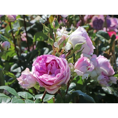 Ruža popínavá - bl.fialová - Rosa ´Saphir´ - 140/200cm