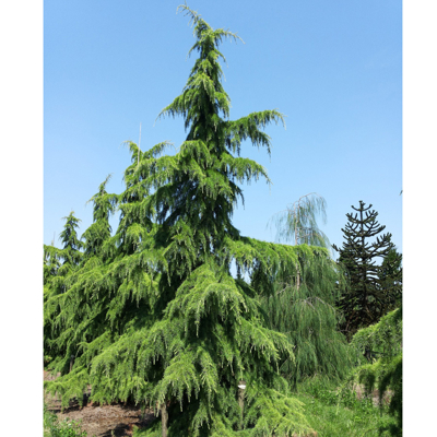 Céder himalájsky - Cedrus deodara - 160/180cm