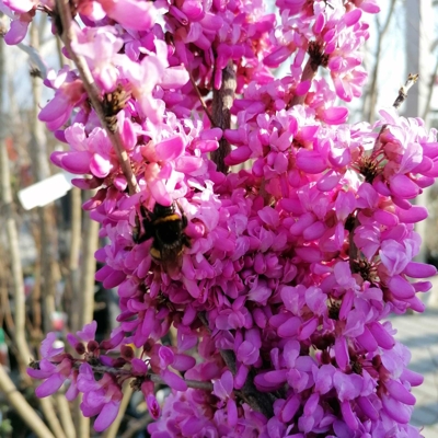 Judášovec strukovitý - Cercis siliquastrum - na 180/220cm kmeni