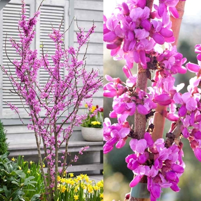 Judášovec ?ínsky - Cercis chinensis 'Avondale' - 160/180cm