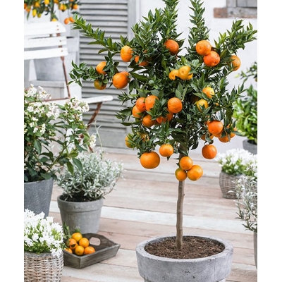 Pomaran?ovník - CITRUS X SINENSIS - na 1/4 kmeni
