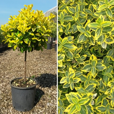 Euonymus japonicus ‘Elegantissimus Aureus’  - na 80cm kmeni