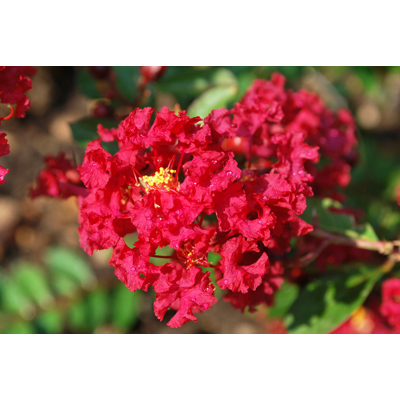 Myrta krepová NÍZKORASTÚCA ODRODA ?ervená - Lagerstroemia indica ´Petite Red´- 30/40cm