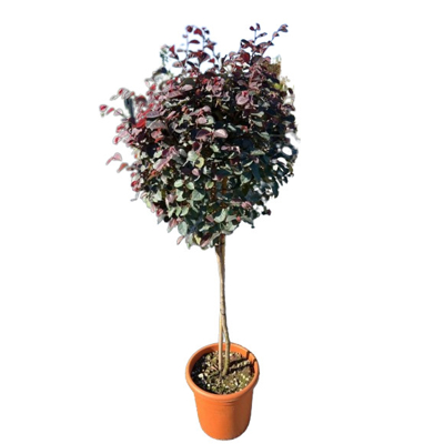 Loropetalum ´Black Pearl´ - na 80cm kmeni