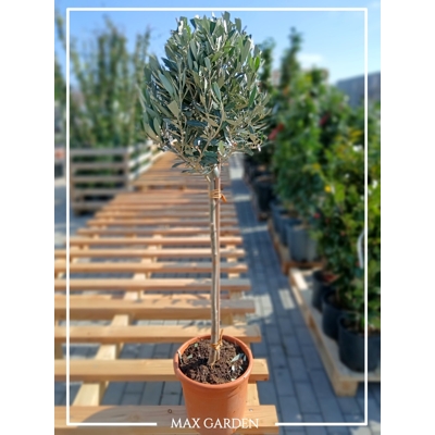 Olivovník európsky - Olea europaea - na 50/60cm kmeni