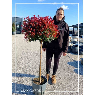 ?ervienka - Fotínia - Photinia fraseri Nana - na 80cm kmeni
