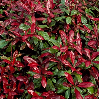 ?ervienka - Photinia fraseri Nana - 130/150cm POM POM