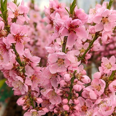 Brosky?a zakrslá - Prunus persica ´Amber´ - na 30/40cm kmeni
