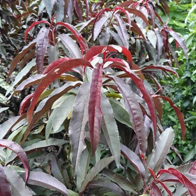 Brosky?a zakrslá - Prunus persica ´Crimson Bonfire´ - na 1/4 kmeni