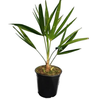 Palma - Chamaerops Excelsa - Trachycarpus fortunei - 40/60cm