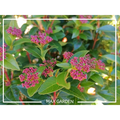 Kalina vavrinolistá - Viburnum tinus ´Eve Price´ - na 50cm kmeni