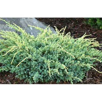 Borievka Šupinatá - Juniperus squamata ´Holger´- 60/80cm
