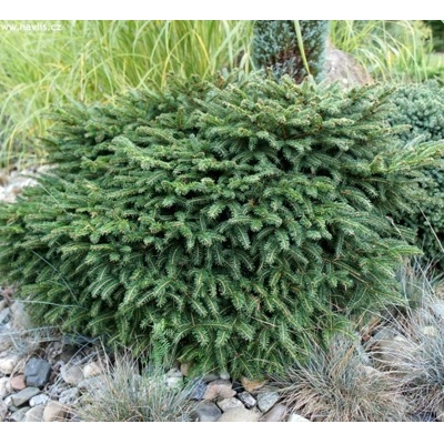 Smrek omorikový-balkánsky - Picea omorika ´Karel´ - 30/40cm (kore?ový bal)