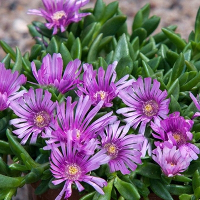 Delosperma ´Sundella Lavender´