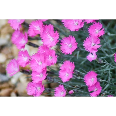 Dianthus gratianopolitanus 'Pink Jewel'