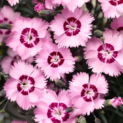 Dianthus plumarius ´Dixie Red Rose Bicolor'