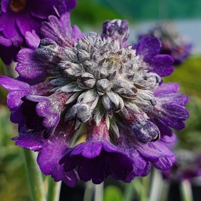 Primula capitata ´Noverna Deep Blue´