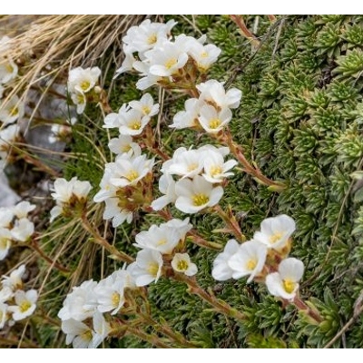 Saxifraga paniculata