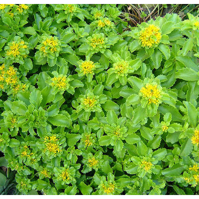 Sedum reflexum 'Glaucum Compactum'