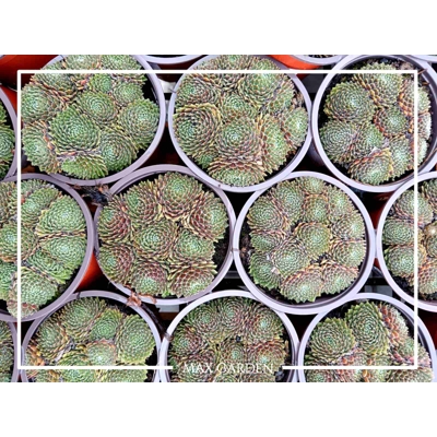 Skalná ruža - Sempervivum  sp.2