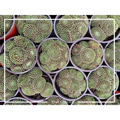Skalná ruža - Sempervivum  sp.3