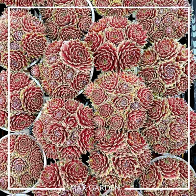 Skalná ruža - Sempervivum  sp.11