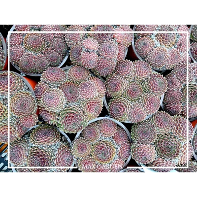 Skalná ruža - Sempervivum  sp.13
