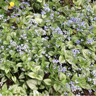 Brunnera macrophylla ´Sea Heart´