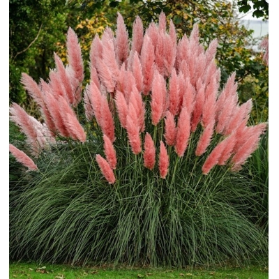 Pampová tráva - Cortaderia selloana ´Pink Feather´