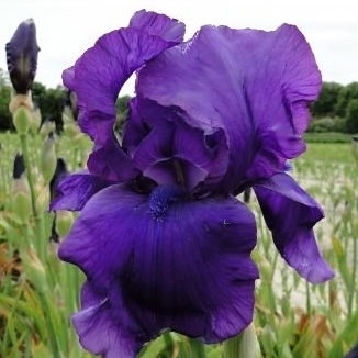 Iris germanica ´Matinata´