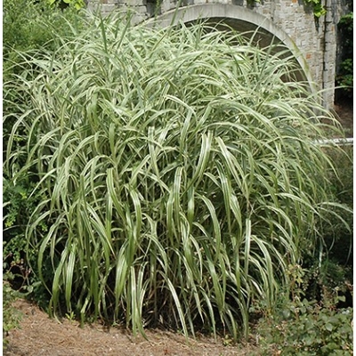 Ozdobnica ?ínska - Miscanthus sinensis ´Cabaret´