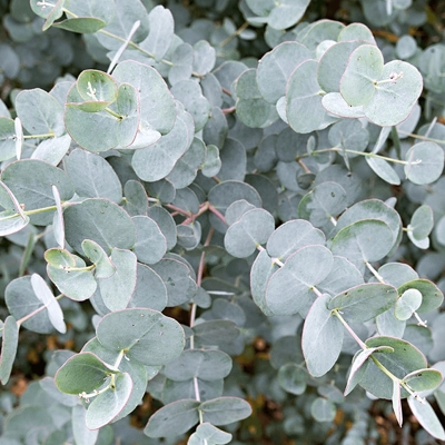 Eukalyptus gunniho - Eucalyptus gunnii ´Azura´ -120/130cm